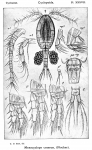 Mesocyclops crassus from Sars, G.O. 1914