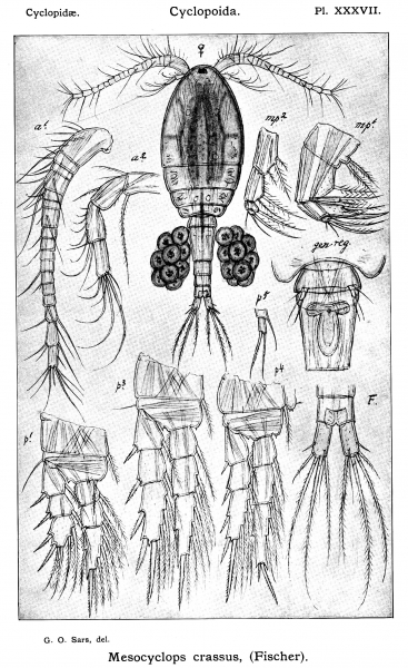 Mesocyclops crassus from Sars, G.O. 1914 Mesocyclops crassus from Sars, G.O. 1914