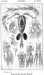 Mesocyclops gracilis from Sars, G.O. 1914