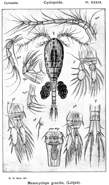 Mesocyclops gracilis from Sars, G.O. 1914 Mesocyclops gracilis from Sars, G.O. 1914