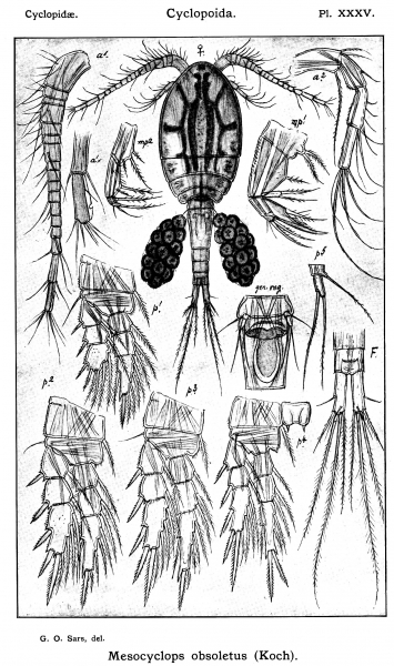 Mesocyclops obsoletus from Sars, G.O. 1914 Mesocyclops obsoletus from Sars, G.O. 1914