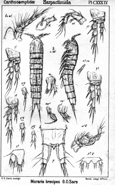 Moraria brevipes from Sars, G.O. 1907 Moraria brevipes from Sars, G.O. 1907