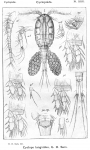 Cyclops languidus from Sars, G.O. 1913