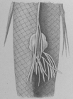 Rebelula edwardsii from Brian, A 1906