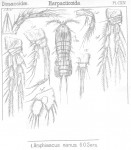 Amphiascus nana from Sars, G.O. 1906