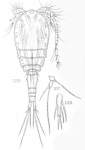 Cyclops leuckarti from Sars, G.O. 1909