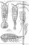 Diaptomus coeruleus from Sars, G.O. 1903