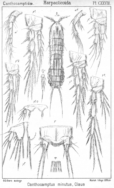 Canthocamptus minutus from Sars, G.O. 1906 Canthocamptus minutus from Sars, G.O. 1906
