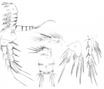 Canthocamptus minutus from Scott, T. & A. 1895