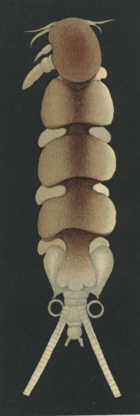 Nemesis mediterranea sinuata from Brian, A 1906 Nemesis mediterranea sinuata from Brian, A 1906