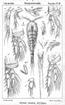 Idyaea tenella from Sars, G.O. 1911