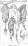 Amallophora magna from Sars, G.O. 1902