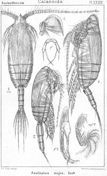 Amallophora magna from Sars, G.O. 1902 Amallophora magna from Sars, G.O. 1902