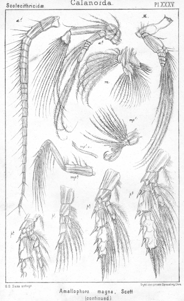 Amallophora magna from Sars, G.O. 1902