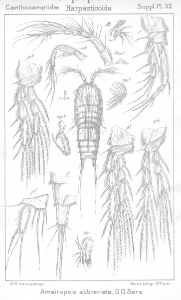 Ameiropsis abbreviata from Sars, G.O. 1911 Ameiropsis abbreviata from Sars, G.O. 1911