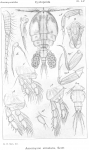 Ascomyzon simulans from Sars, G.O. 1914
