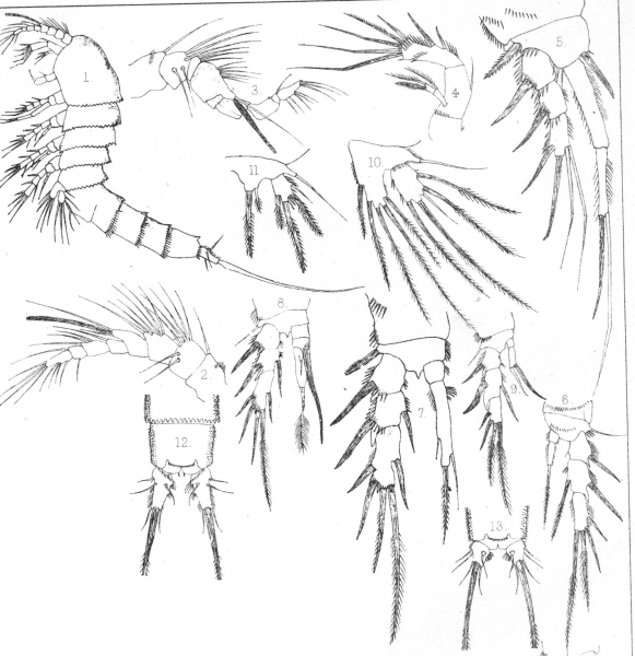 Canthocamptus schmeili from Scott, T. & A. 1895 Canthocamptus schmeili from Scott, T. & A. 1895