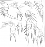 Canthocamptus schmeili from Scott, T. & A. 1895
