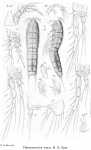 Cletomesochra major from Sars, G.O. 1920