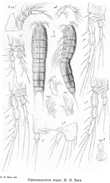 Cletomesochra major from Sars, G.O. 1920 Cletomesochra major from Sars, G.O. 1920