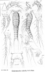 Cletomesochra rostrata from Sars, G.O. 1920