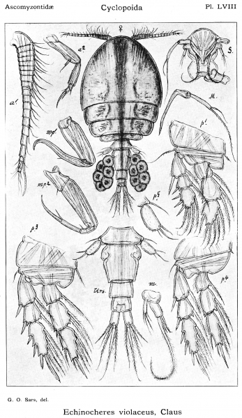 Echinocheres violaceus from Sars, G.O. 1914 Echinocheres violaceus from Sars, G.O. 1914