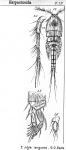 Idya angusta from Sars, G.O. 1905