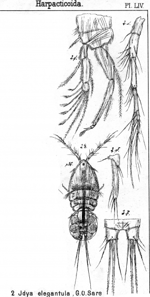 Idya elegantula from Sars, G.O. 1905 Idya elegantula from Sars, G.O. 1905