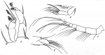 Idya ligustica from Brian, A 1921