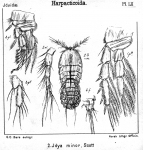 Idya minor from Sars, G.O. 1905