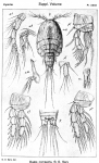 Idyaea compacta from Sars, G.O. 1920