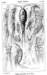 Idyaea graciloides from Sars, G.O. 1920