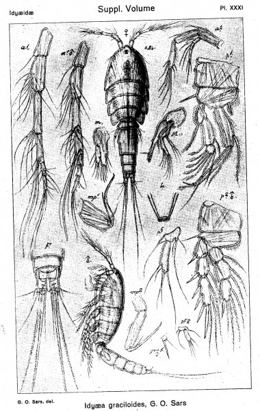 Idyaea graciloides from Sars, G.O. 1920 Idyaea graciloides from Sars, G.O. 1920