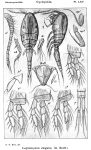 Leptomyzon elegans from Sars, G.O. 1915