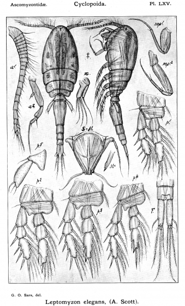 Leptomyzon elegans from Sars, G.O. 1915 Leptomyzon elegans from Sars, G.O. 1915
