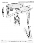 Machairopus sanctaecrucis from Thompson 1888
