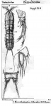 Microthalestris littoralis from Brian, A 1921