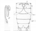 Microthalestris littoralis from Brian, A 1921