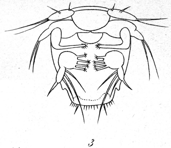 Microthalestris littoralis from Brian, A 1921 Microthalestris littoralis from Brian, A 1921