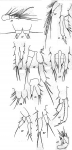 Microthalestris littoralis from Brian, A 1921