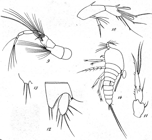 Microthalestris littoralis from Brian, A 1921 Microthalestris littoralis from Brian, A 1921