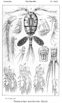 Pachycyclops annulicornis from Sars, G.O. 1914