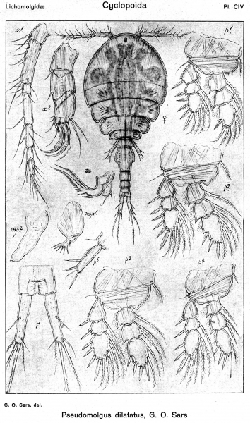 Pseudomolgus dilatatus from Sars, G.O. 1918 Pseudomolgus dilatatus from Sars, G.O. 1918