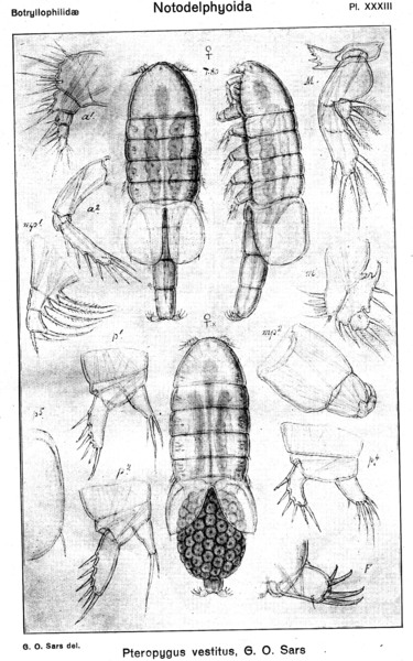 Pteropygus vestitus from Sars, G.O. 1921 Pteropygus vestitus from Sars, G.O. 1921