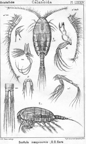 Scottula inaequicornis from Sars, G.O. 1902 Scottula inaequicornis from Sars, G.O. 1902