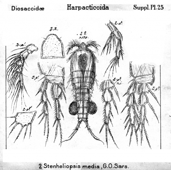 Stenheliopsis media from Sars, G.O. 1911 Stenheliopsis media from Sars, G.O. 1911