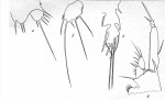 Westwoodia assimilis from Brian, A 1921