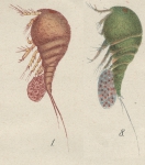 Westwoodia assimilis from Brian, A 1921
