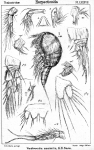 Westwoodia assimilis from Sars, G.O. 1906