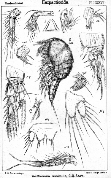 Westwoodia assimilis from Sars, G.O. 1906 Westwoodia assimilis from Sars, G.O. 1906